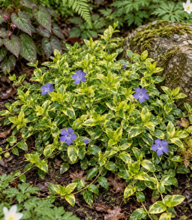 Vinca minor ‘Aureovariegata’